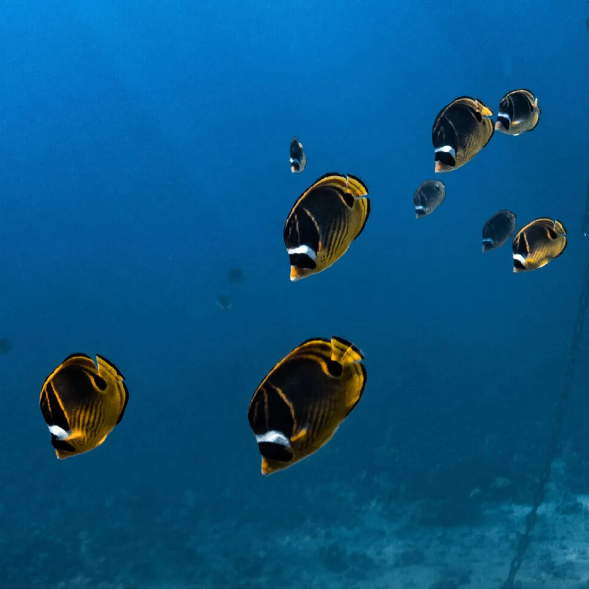 a group of people flying kites in the air