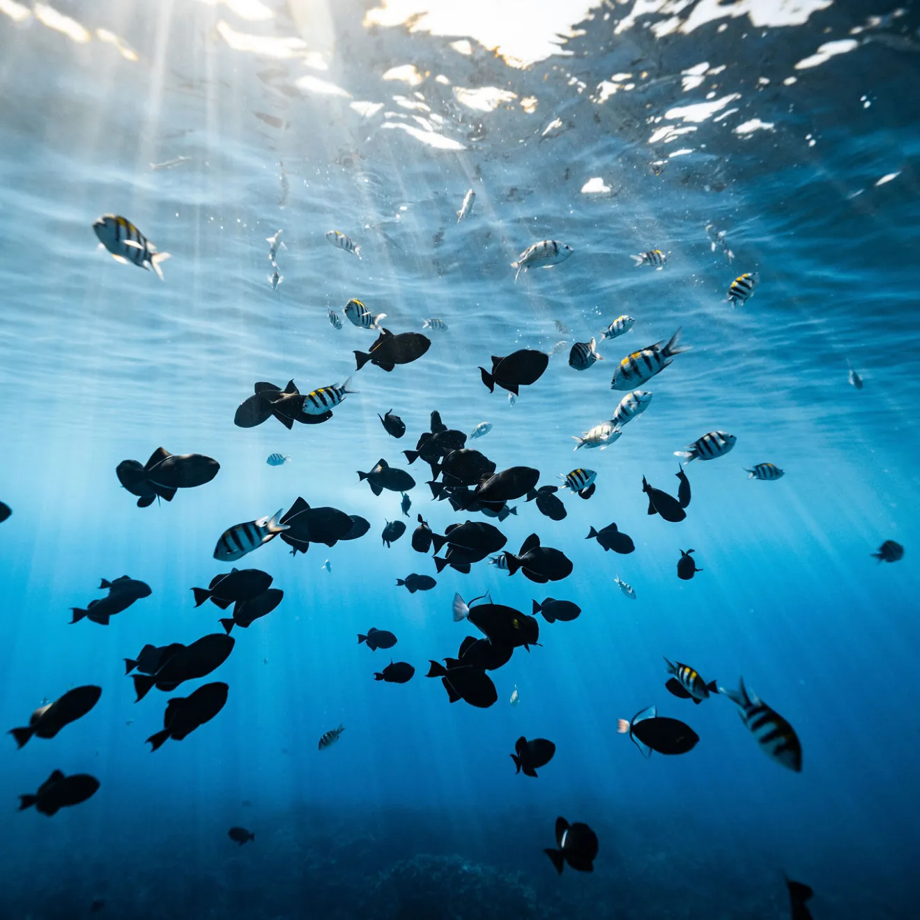 a flock of birds flying over a body of water