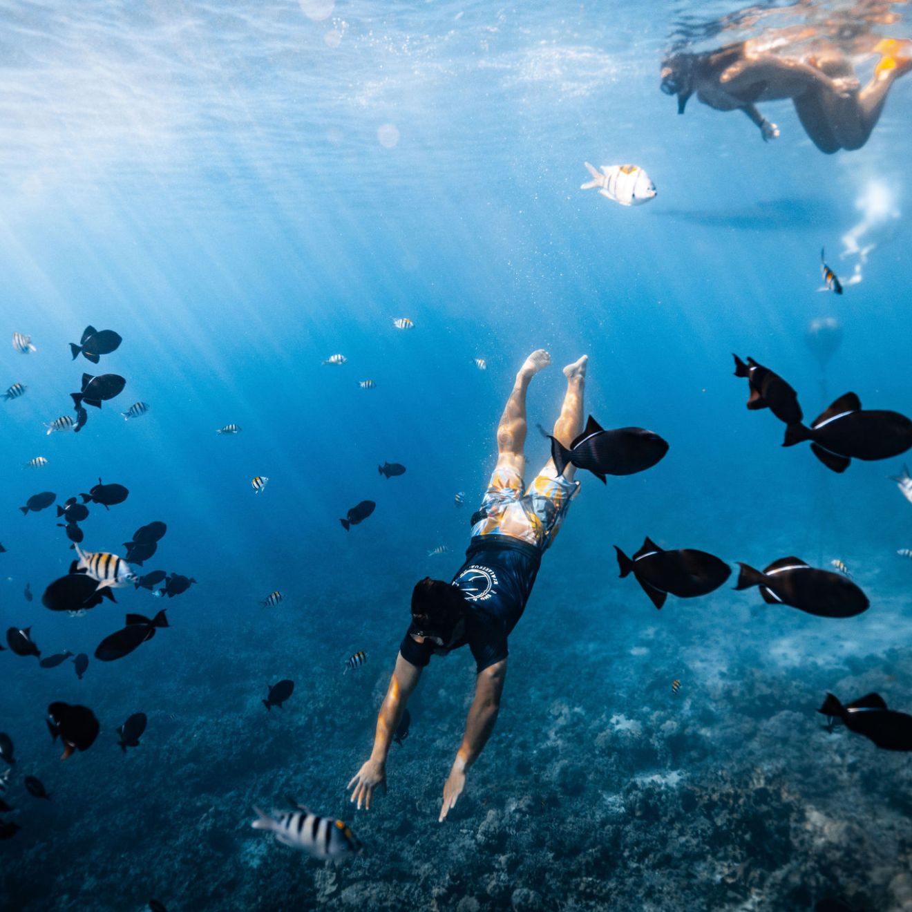 a flock of seagulls flying over a body of water