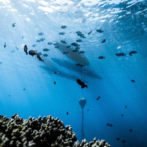 a flock of birds flying over a body of water